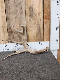 78" Wild Whitetail Shed Antler