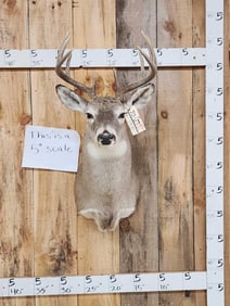 5x5 Whitetail Shoulder Mount Taxidermy