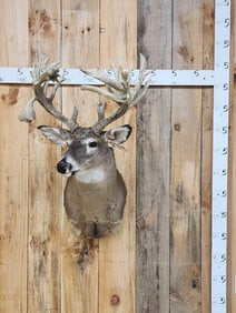 Big Gnarly Nontypical Whitetail Shoulder Mount Taxidermy
