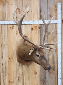 6x6 Elk Shoulder Mount Taxidermy
