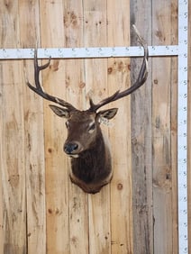 6x5 Elk Shoulder Mount Taxidermy