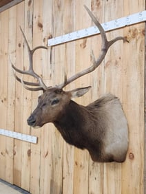 5x5 Elk Shoulder Mount Taxidermy