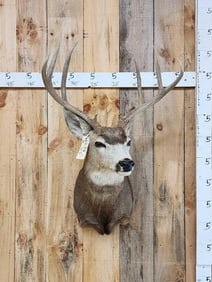 4x4 Mule Deer Shoulder Mount Taxidermy
