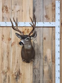 Columbian Blacktail Deer Shoulder Mount Taxidermy