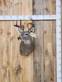 Coues Deer Shoulder Mount Taxidermy