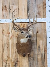 5x5 Whitetail Shoulder Mount Taxidermy