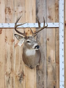 4x4 Whitetail Shoulder Mount Taxidermy