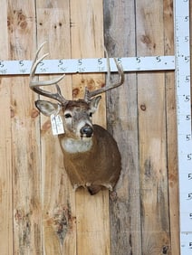 4x4 Whitetail Shoulder Mount Taxidermy