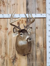 5x5 Whitetail Shoulder Mount Taxidermy