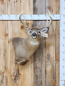 5x5 Whitetail Shoulder Mount Taxidermy