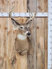 5x5 Whitetail Shoulder Mount Taxidermy