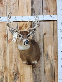 Main Frame 5x5 Whitetail Shoulder Mount Taxidermy
