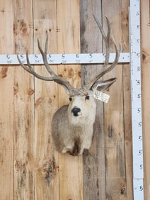 4x5 Mule Deer Shoulder Mount Taxidermy
