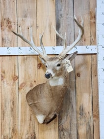 Big Main Frame 4x4 Whitetail Shoulder Mount Taxidermy
