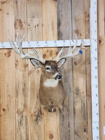 Nontypical Whitetail Shoulder Mount Taxidermy