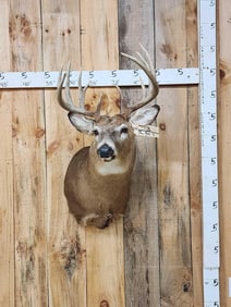Main Frame 5x5 Whitetail Shoulder Mount Taxidermy