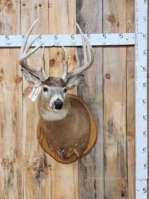 Big 5x5 160 Class Whitetail Shoulder Mount Taxidermy