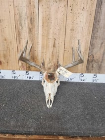 Main Frame 5x5 Whitetail Antlers On Painted Skull