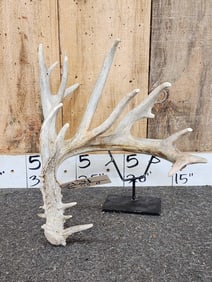 116" Whitetail Shed Antler