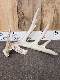 78 4/8" Wild Whitetail Shed Antler