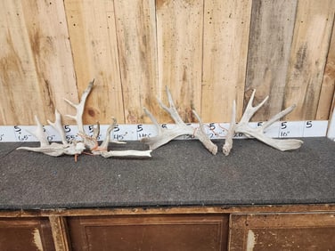 2 Sets Of Whitetail Shed Antlers