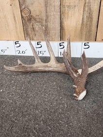 6 Point Whitetail Shed Antler
