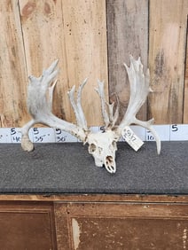 246" Whitetail Antlers On Skull