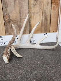 76" Wild Iowa Whitetail Shed Antler