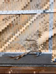 BIG 20.8 Lbs Moose Shed Antler