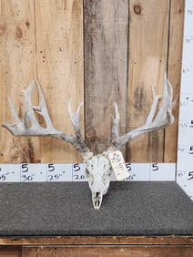 207" Whitetail Antlers On Skull