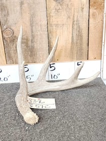 72" Wild Whitetail Shed Antler