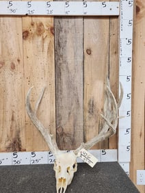 Freak 3x6 Mule Deer Antlers On Skull