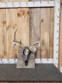 3x4 Whitetail Antlers On Painted Skull