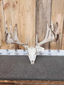 225" Whitetail Antlers On Skull