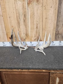 Main Frame 4x4 Whitetail Shed Antlers