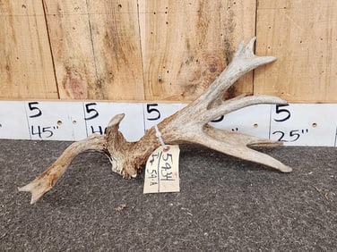74" Freak Whitetail Shed Antler