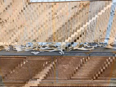 20.3 Lbs Of Fallow Deer Shed Antlers