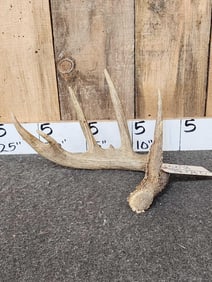 77" Wild Whitetail Shed Antler