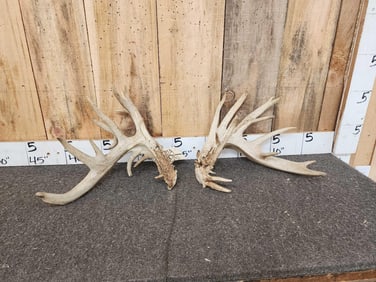 220 Class Whitetail Shed Antlers