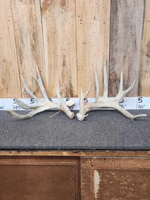 Big Nontypical Whitetail Shed Antlers