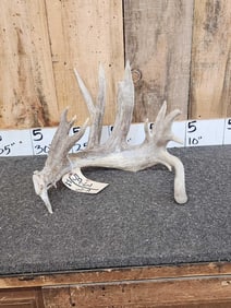 111" Whitetail Shed Antler