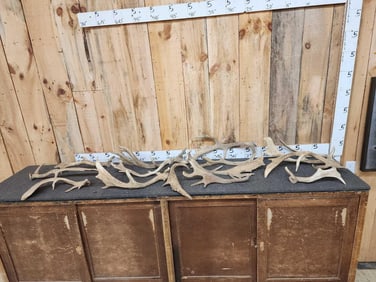 20.1 Lbs Of Fallow Deer Antlers