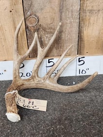 81 2/8" Whitetail Antler