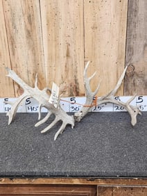 Gnarly Nontypical Whitetail Shed Antlers