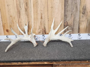 Main Frame 5x5 Whitetail Shed Antlers