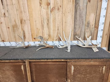 Group Of 4 Whitetail Shed Antlers