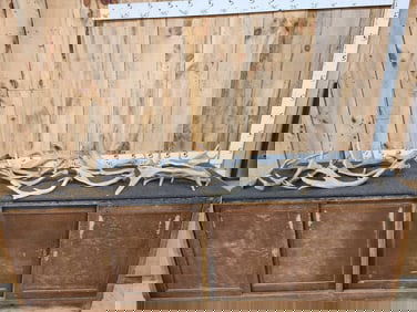 21 Lbs Of Fallow Deer Shed Antlers