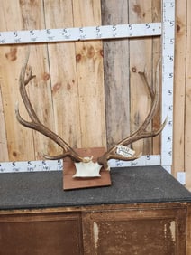6x6 Elk Antlers