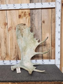 Big 13.4 Lbs Moose Shed Antler