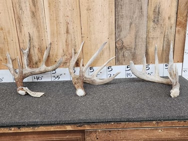 Group Of 3 Collector Whitetail Shed Antlers